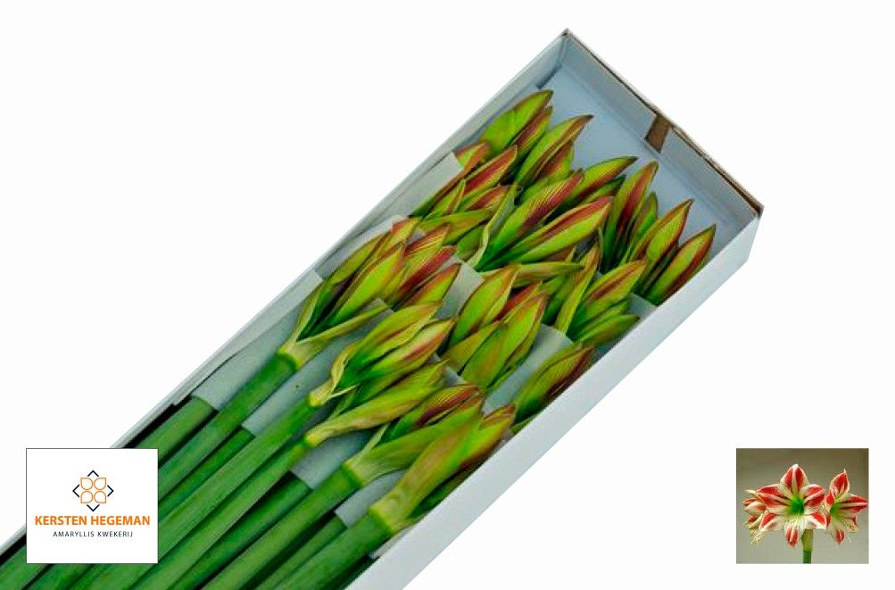 Hippeastrum Ambiance 2bl
