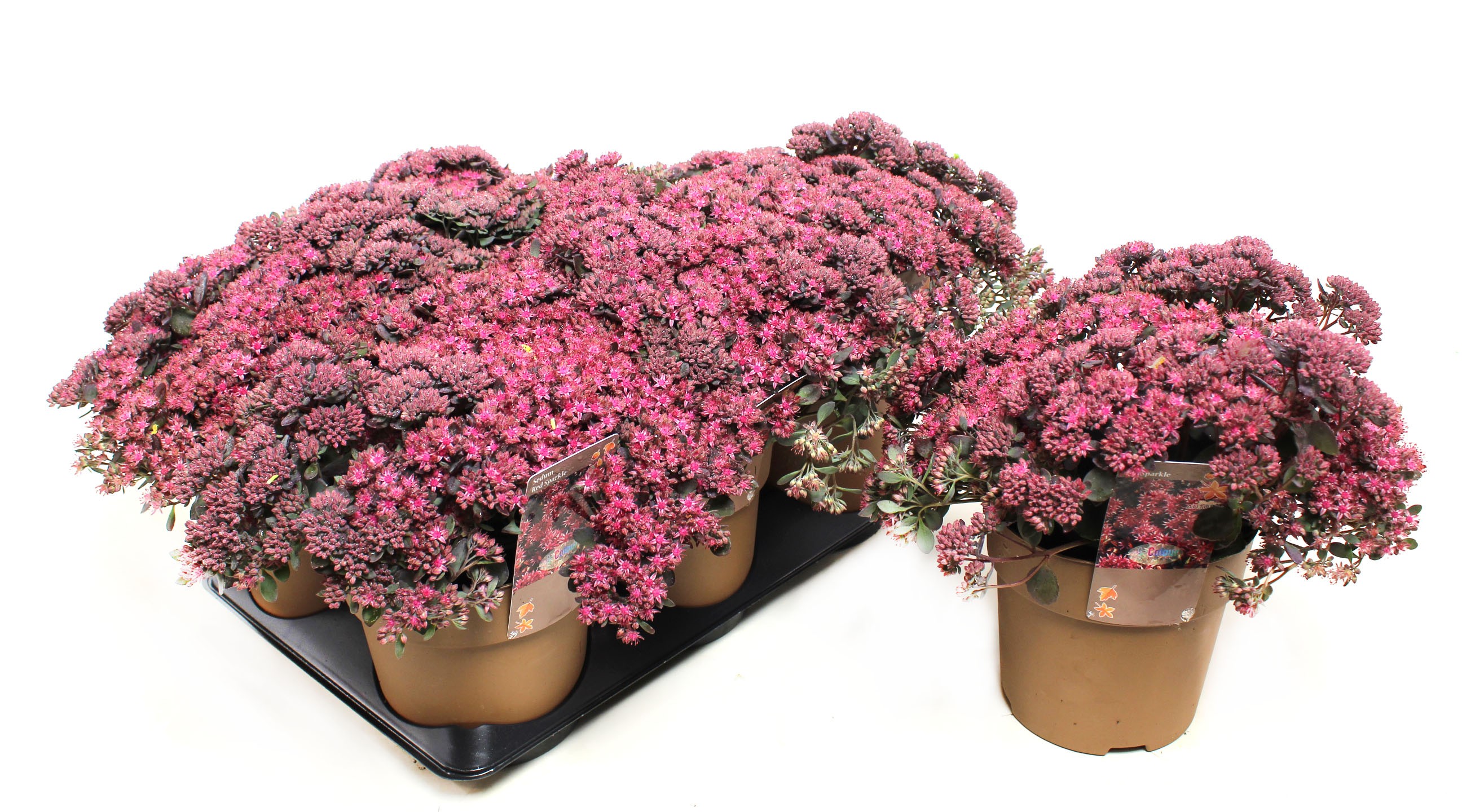 Picture of Sedum Red Sparkle P15