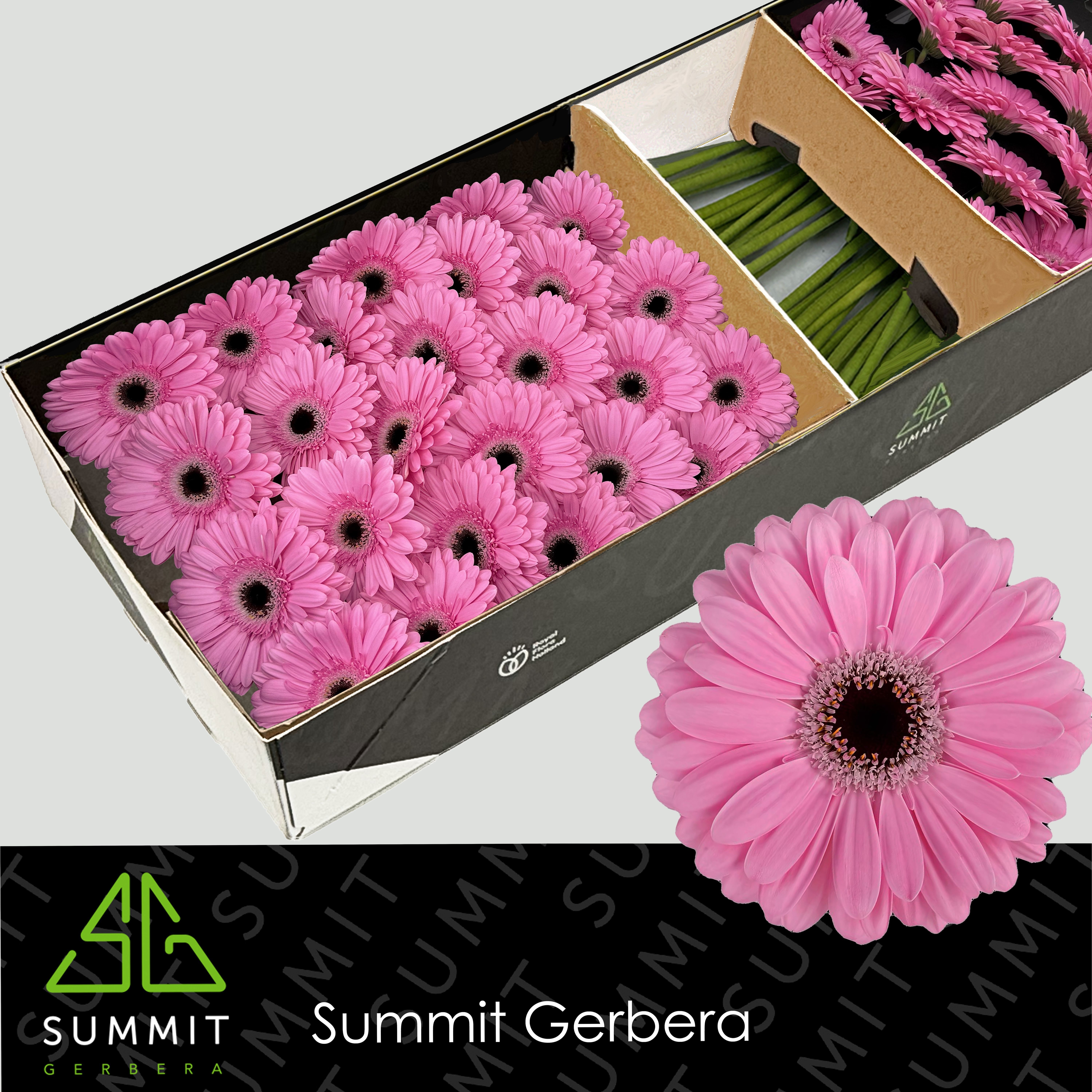 Gerbera Alison 45cm 10Ø