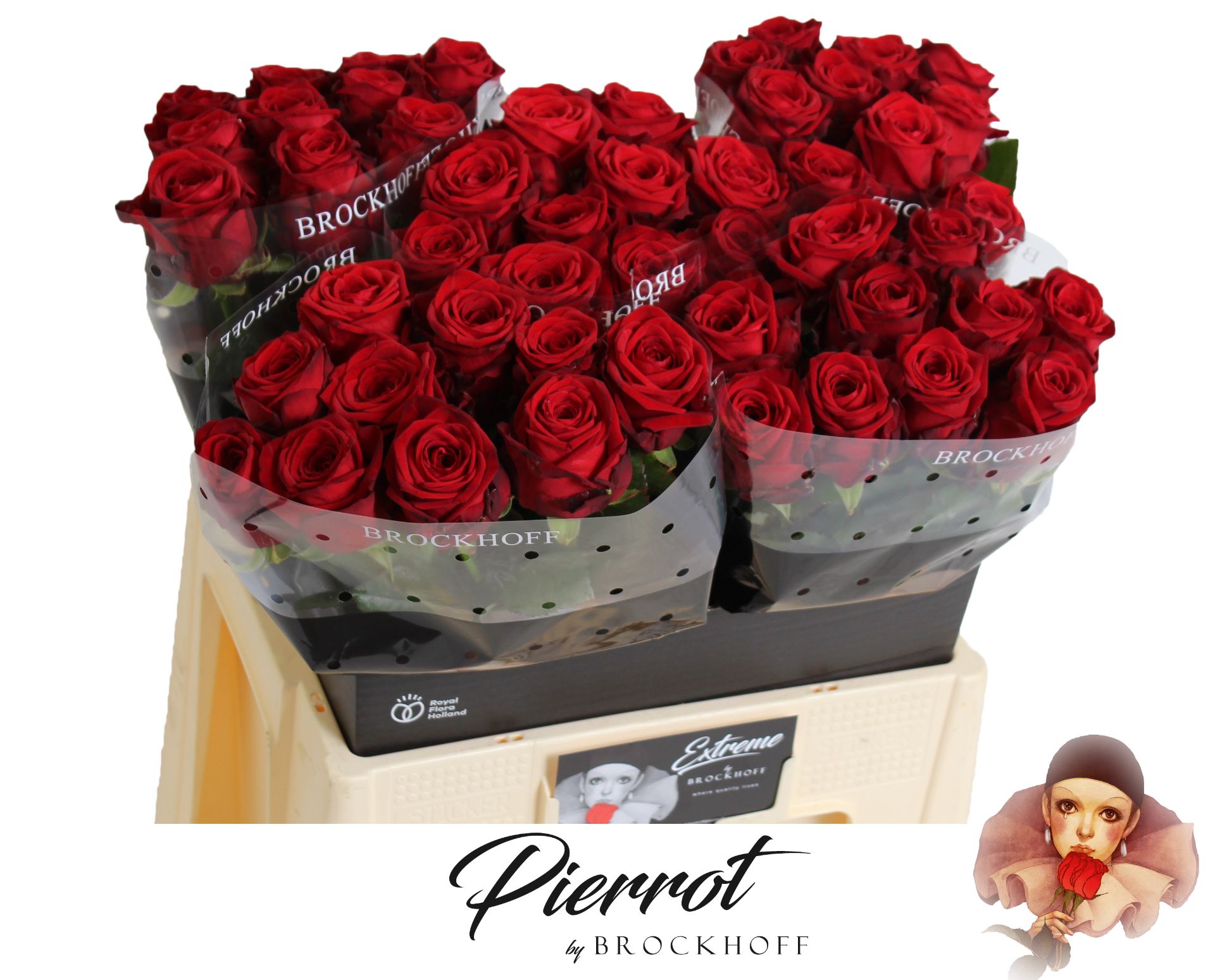 Rosa Red Naomi 60cm