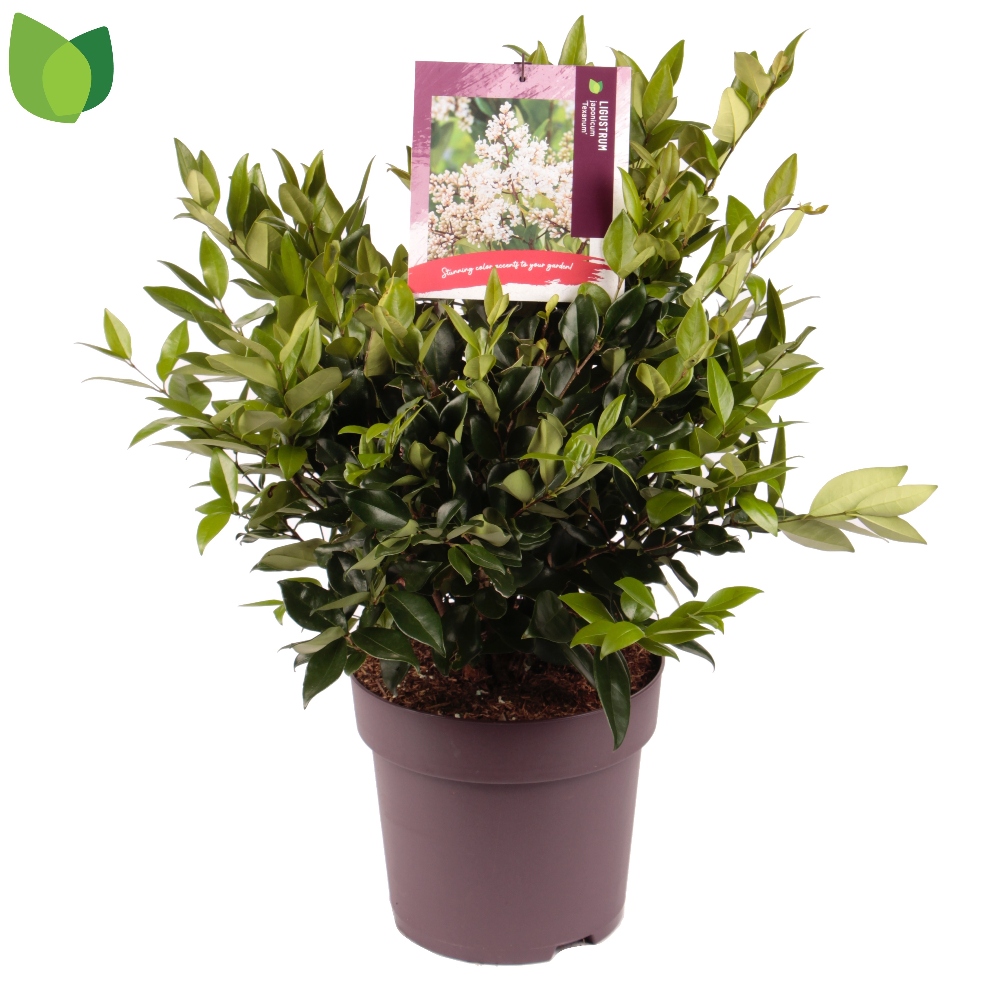 Picture of Ligustrum japonicum Texanum P29 (10 Ltr)