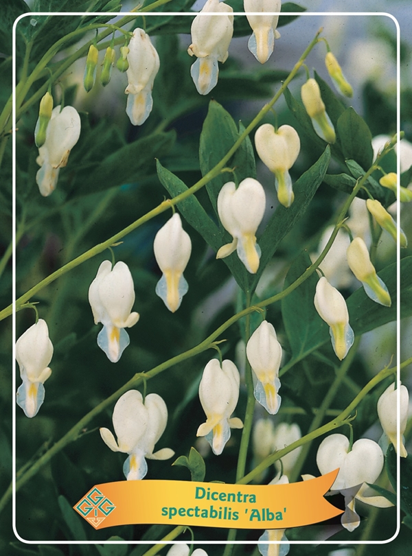 Picture of Dicentra spectabilis mix shelve P11