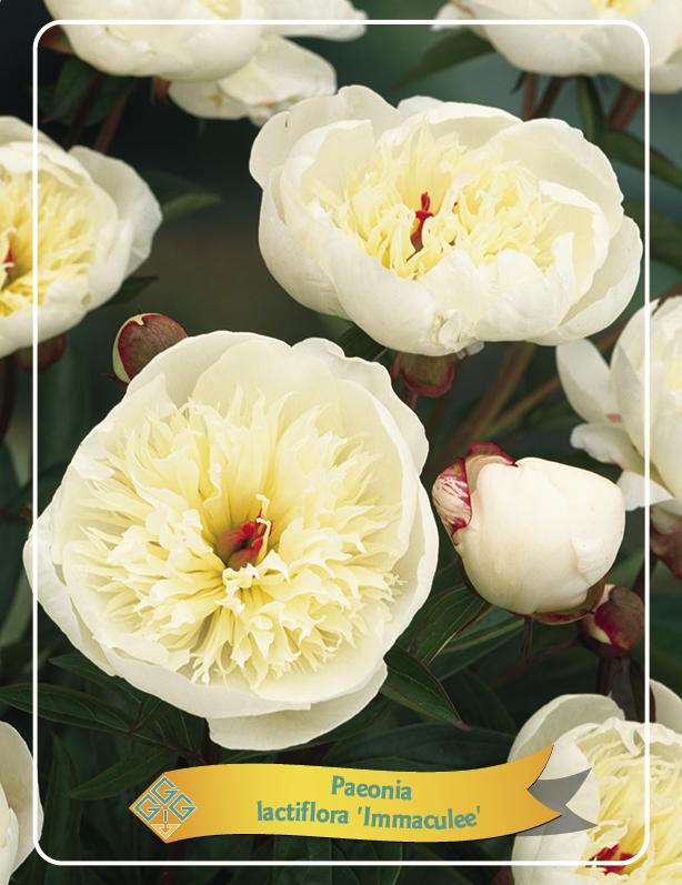 Picture of Paeonia Lactiflora Mix CC P11