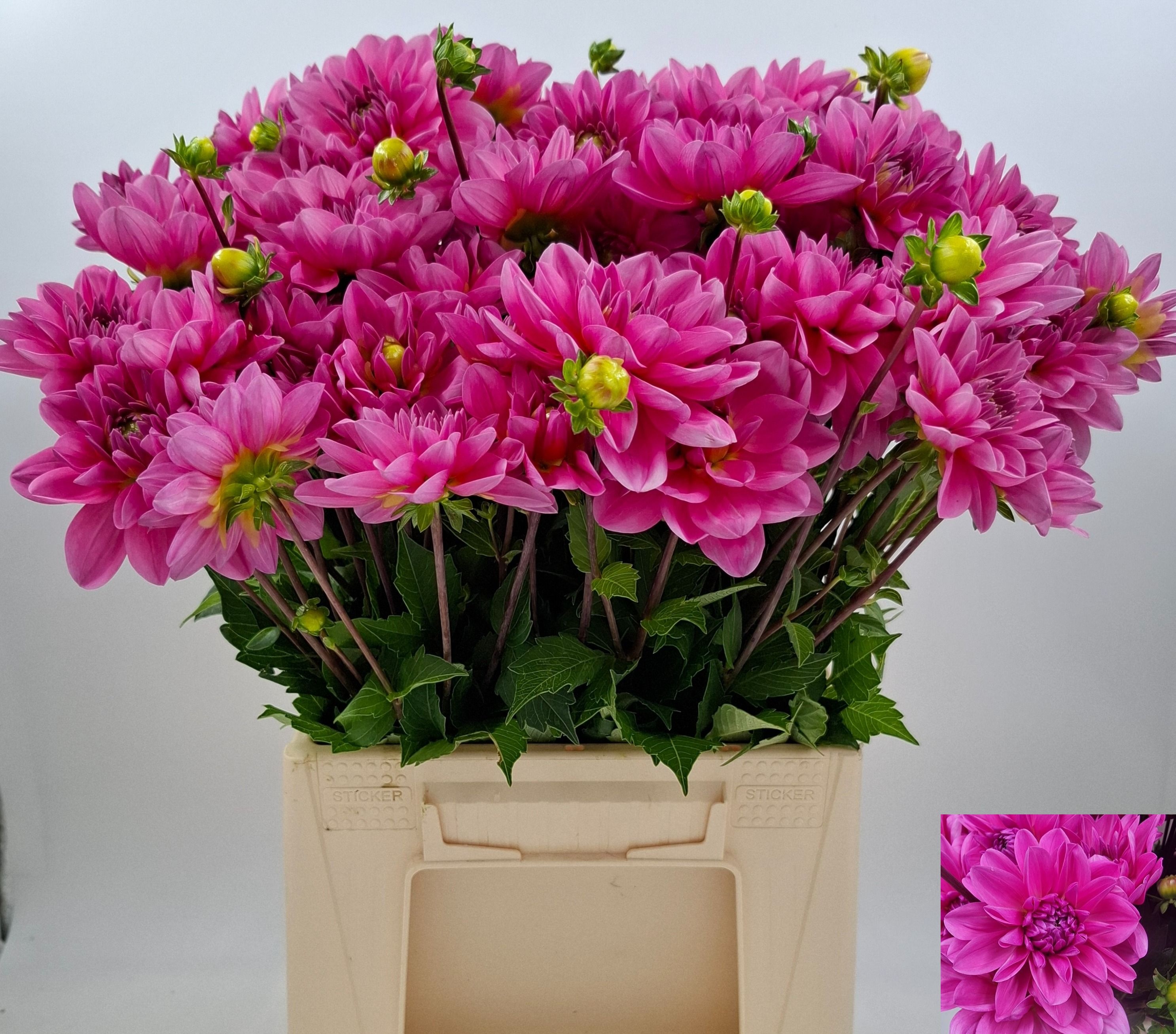 Dahlia Onesta 50cm
