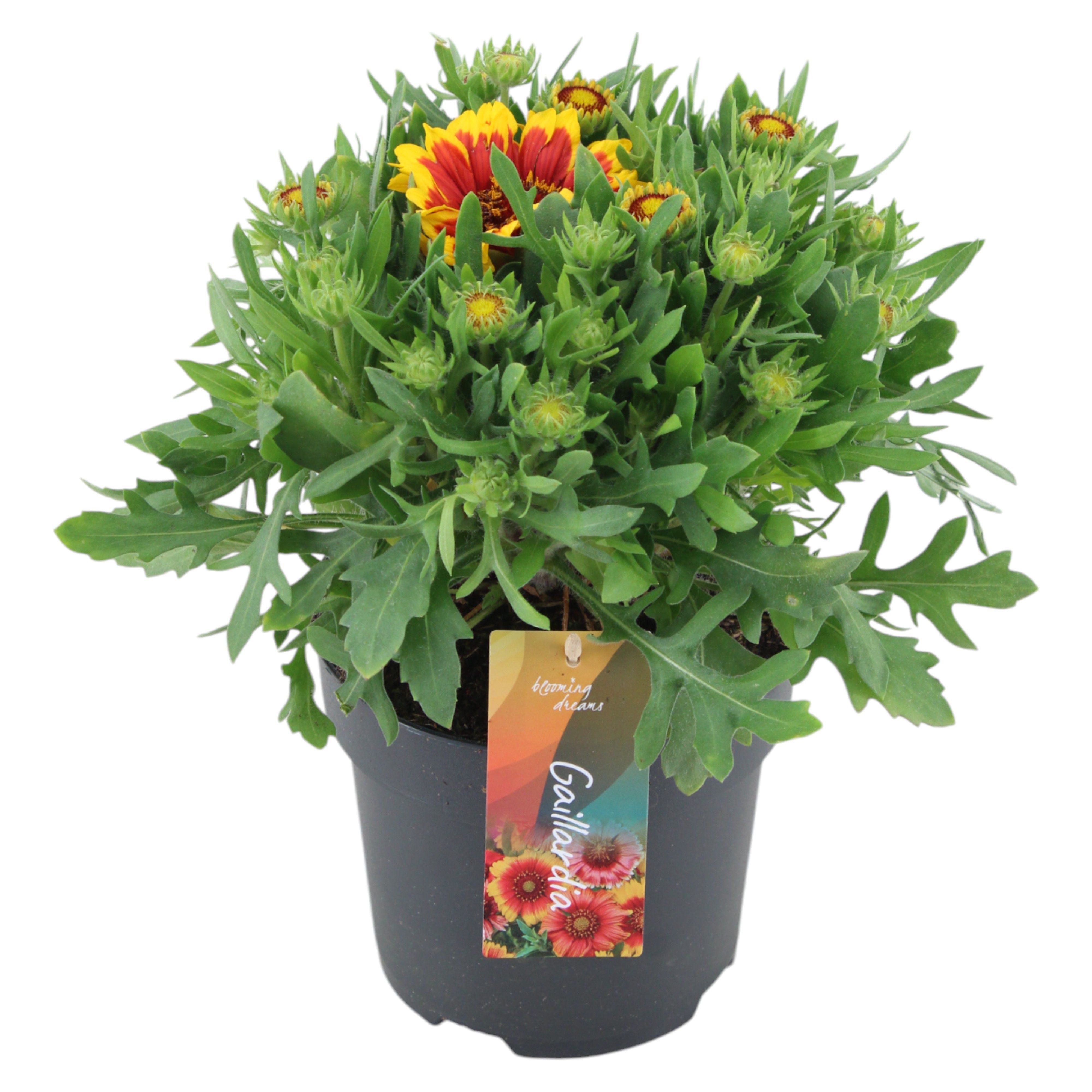 Gaillardia Spin Top Orange Halo (PT)