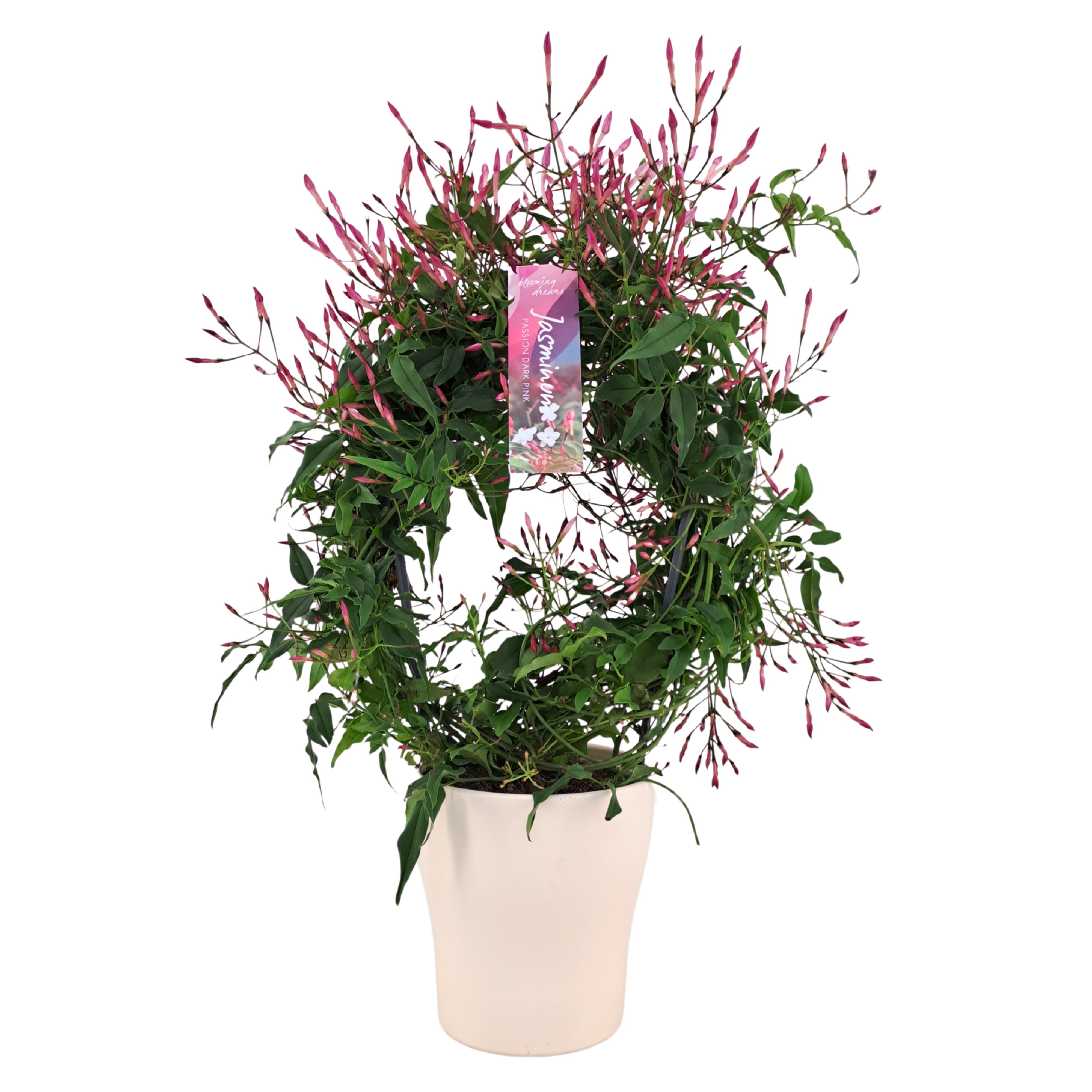 Jasminum Passion Dark Pink boog keramiek wit (Jasmijn)