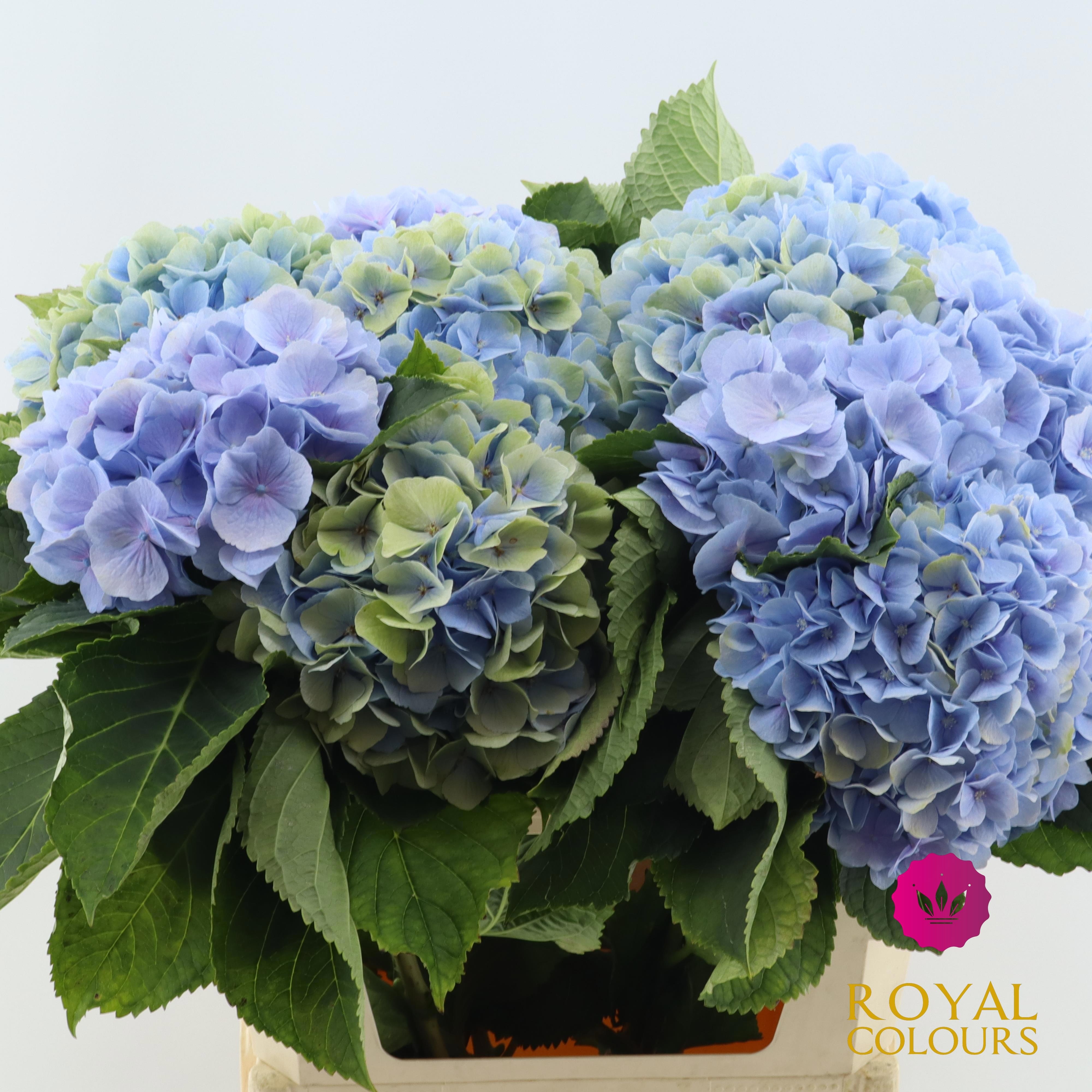 Hydrangea Verena Blue 80cm 22Ø