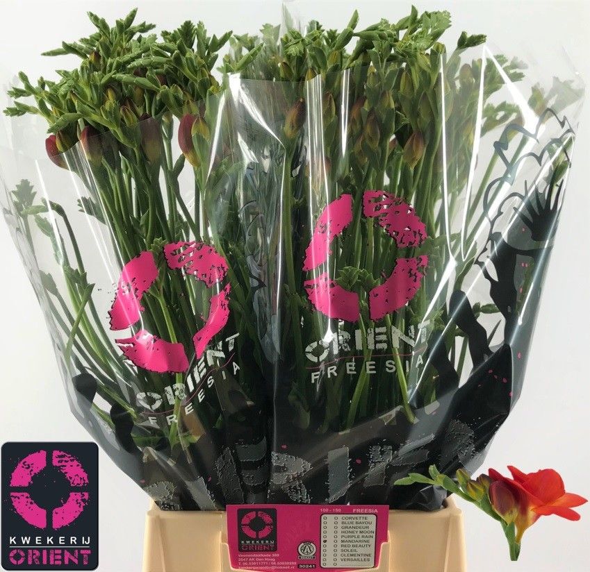 Freesia Double Mandarin 22gram