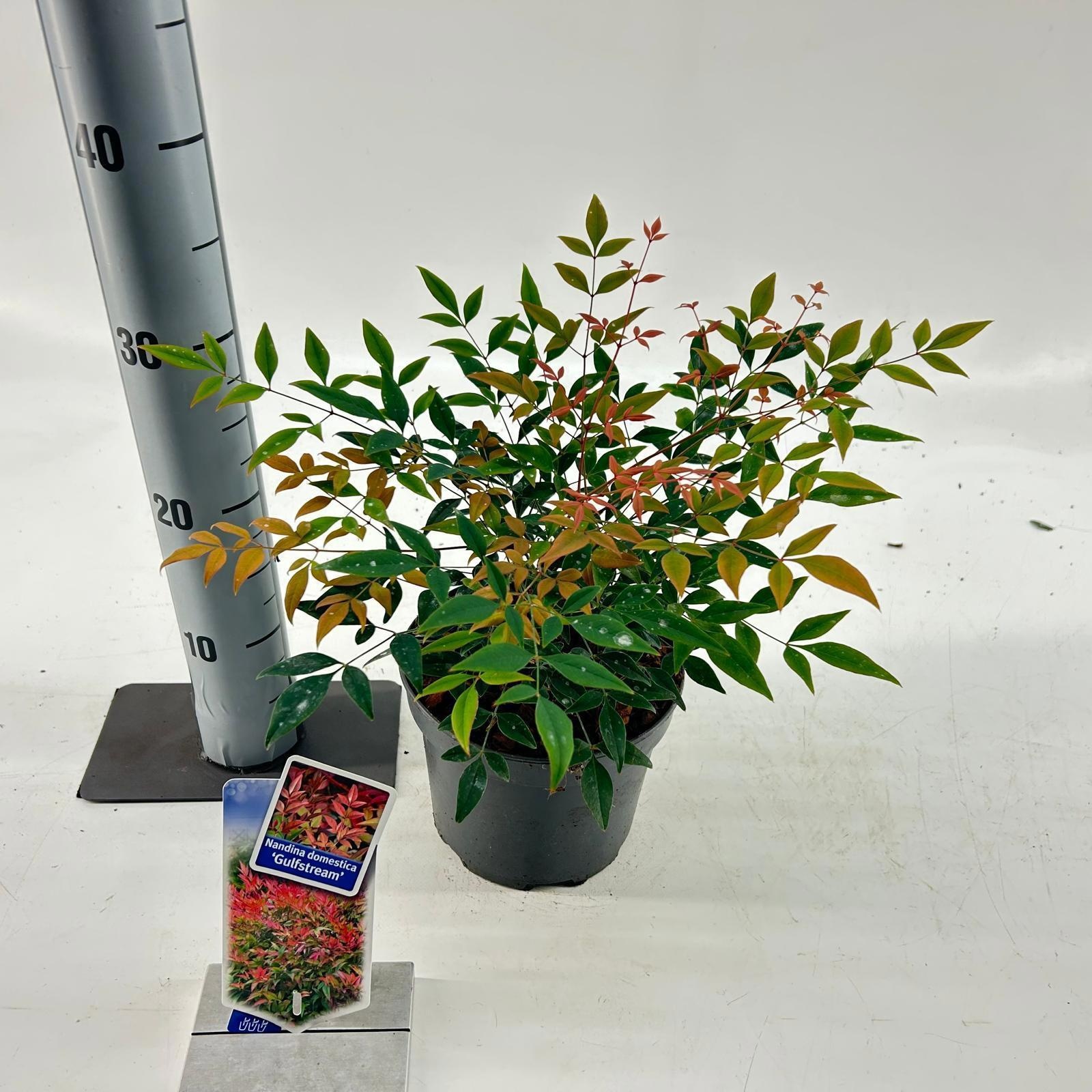 Picture of Nandina domestica 'Gulfstream'