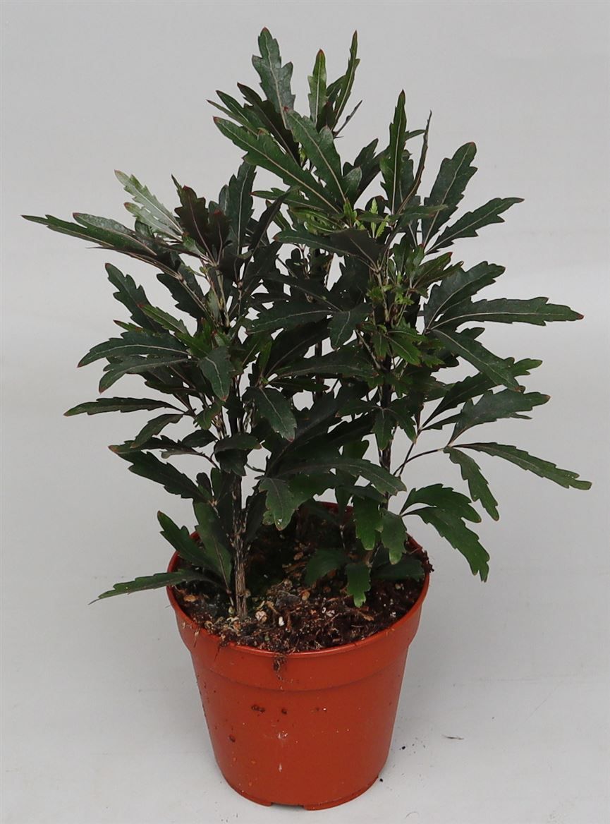 ivy home plant English Ivy - 4.5