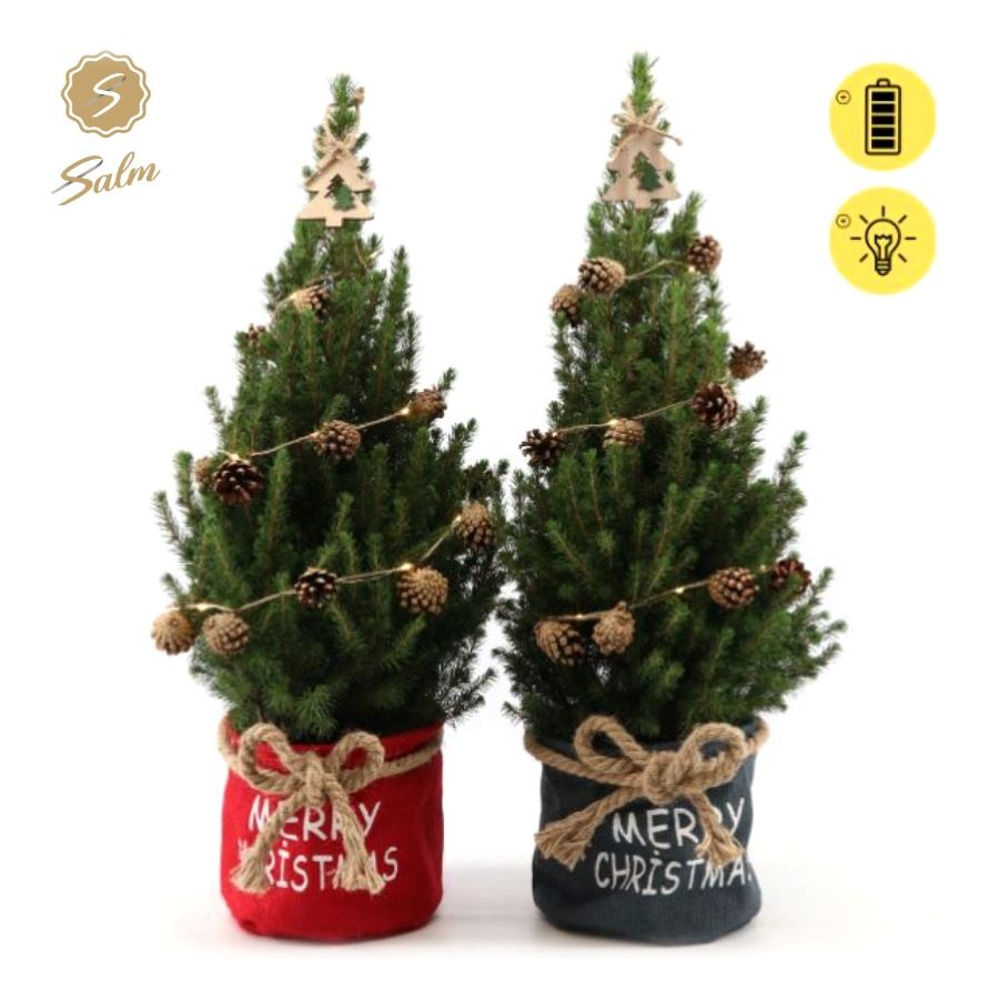 Picture of Picea gl. 'December'® P19 in Bag X-mas Duo + Pine-Cone Light + Tree on Loop