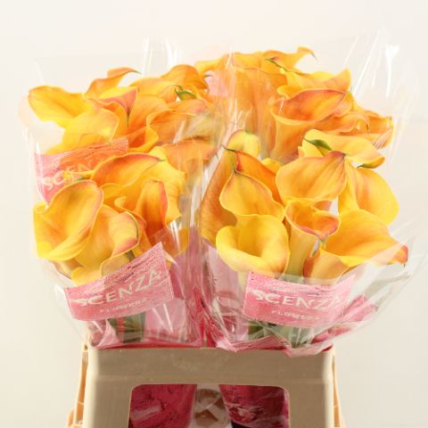 Calla Capt Odeon 60cm