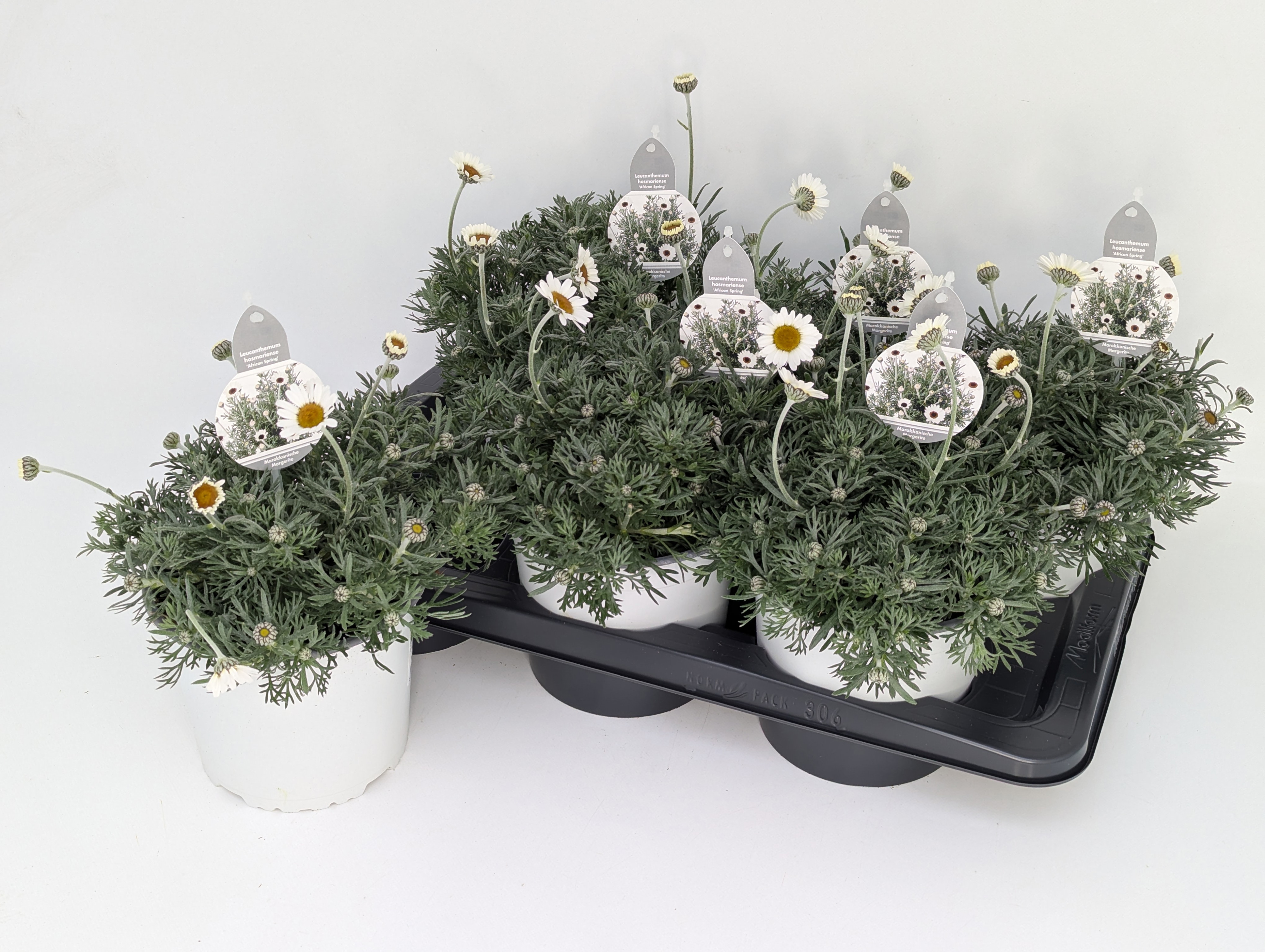 Leucanthemum maximum "African Spring" T17