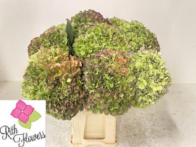 Hydrangea Royal Grandeur Classic 60cm 21Ø