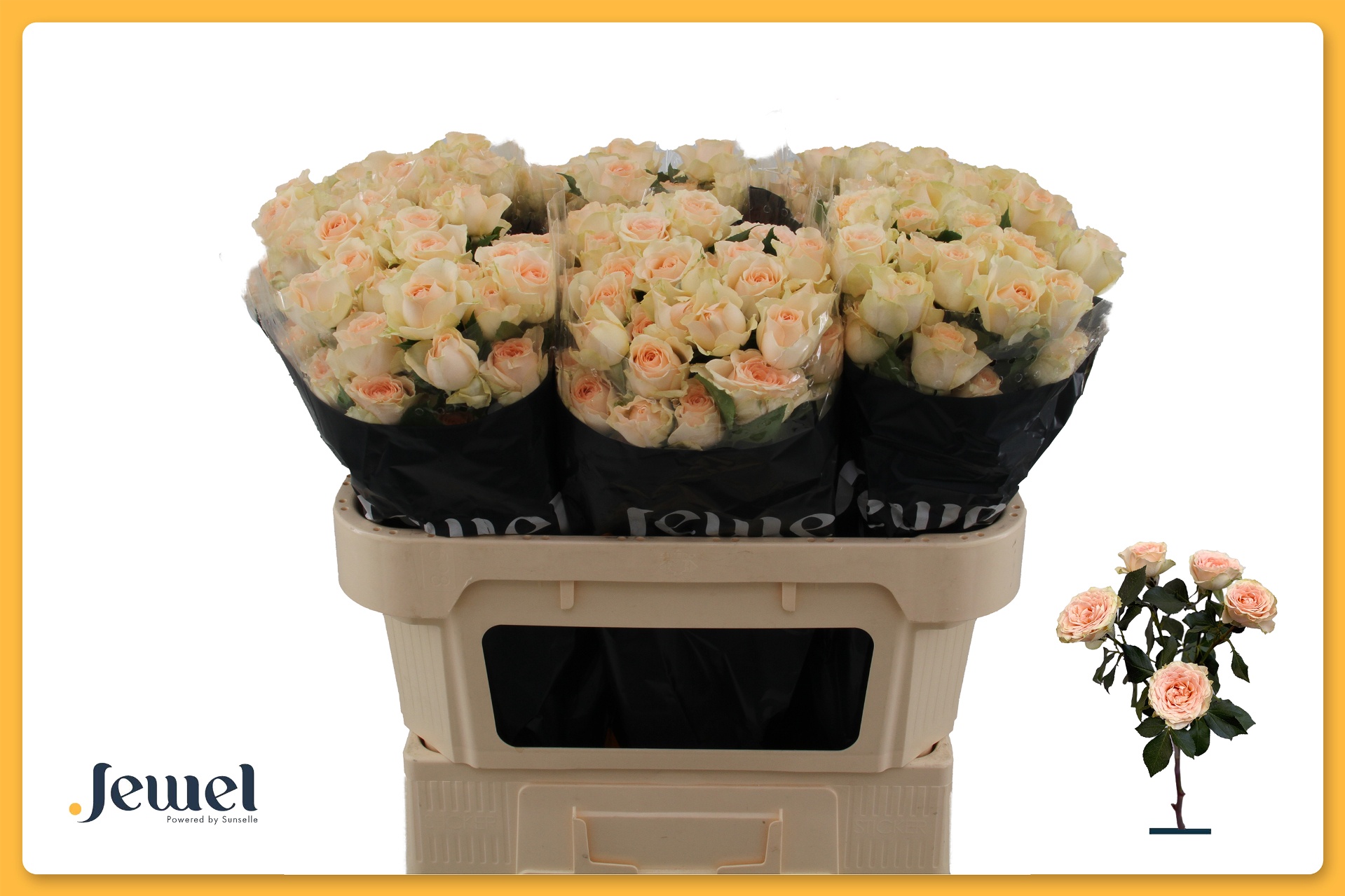 Rosa Spr Sancerre 70cm