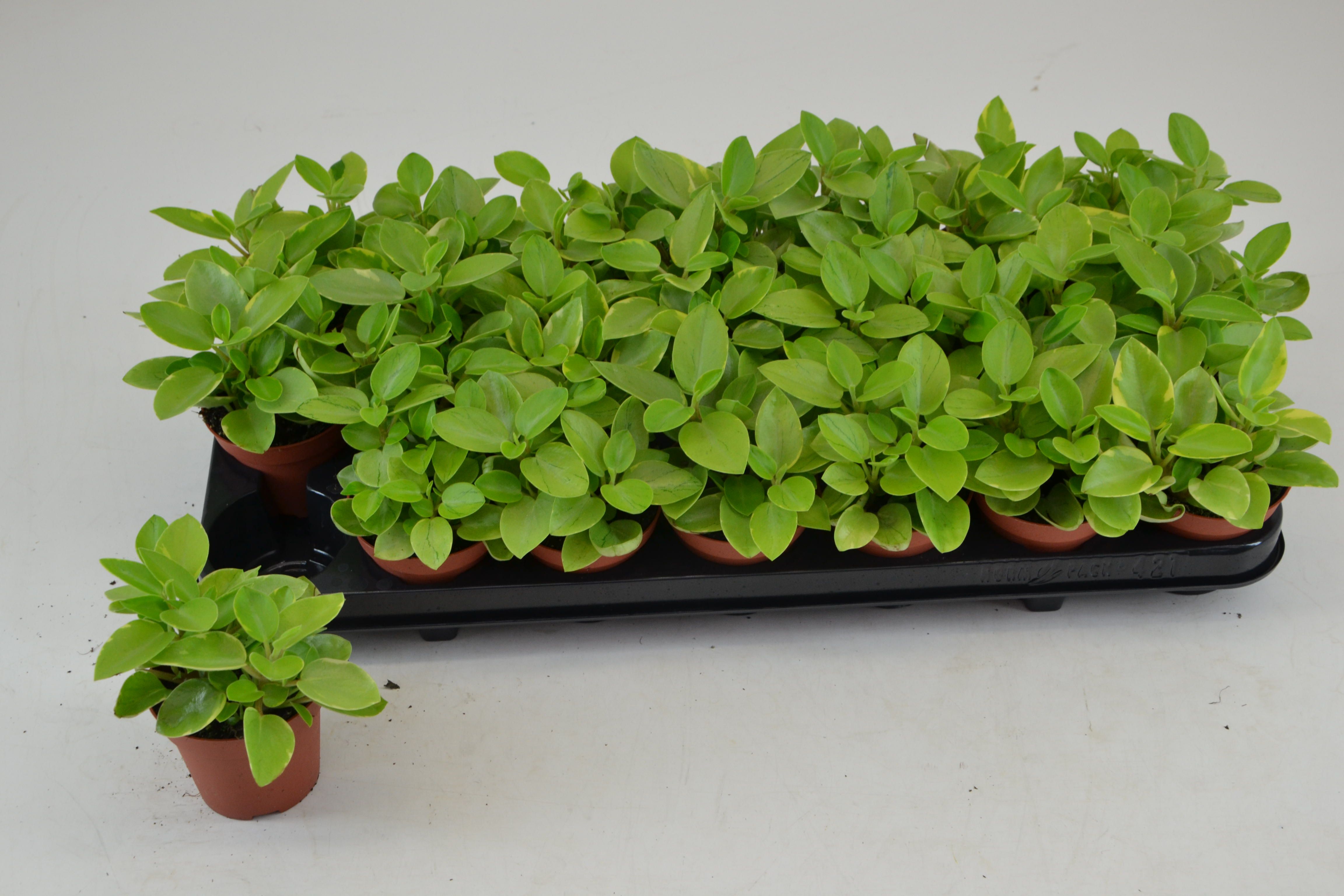 Pep Pixie Variegata 508P 12H