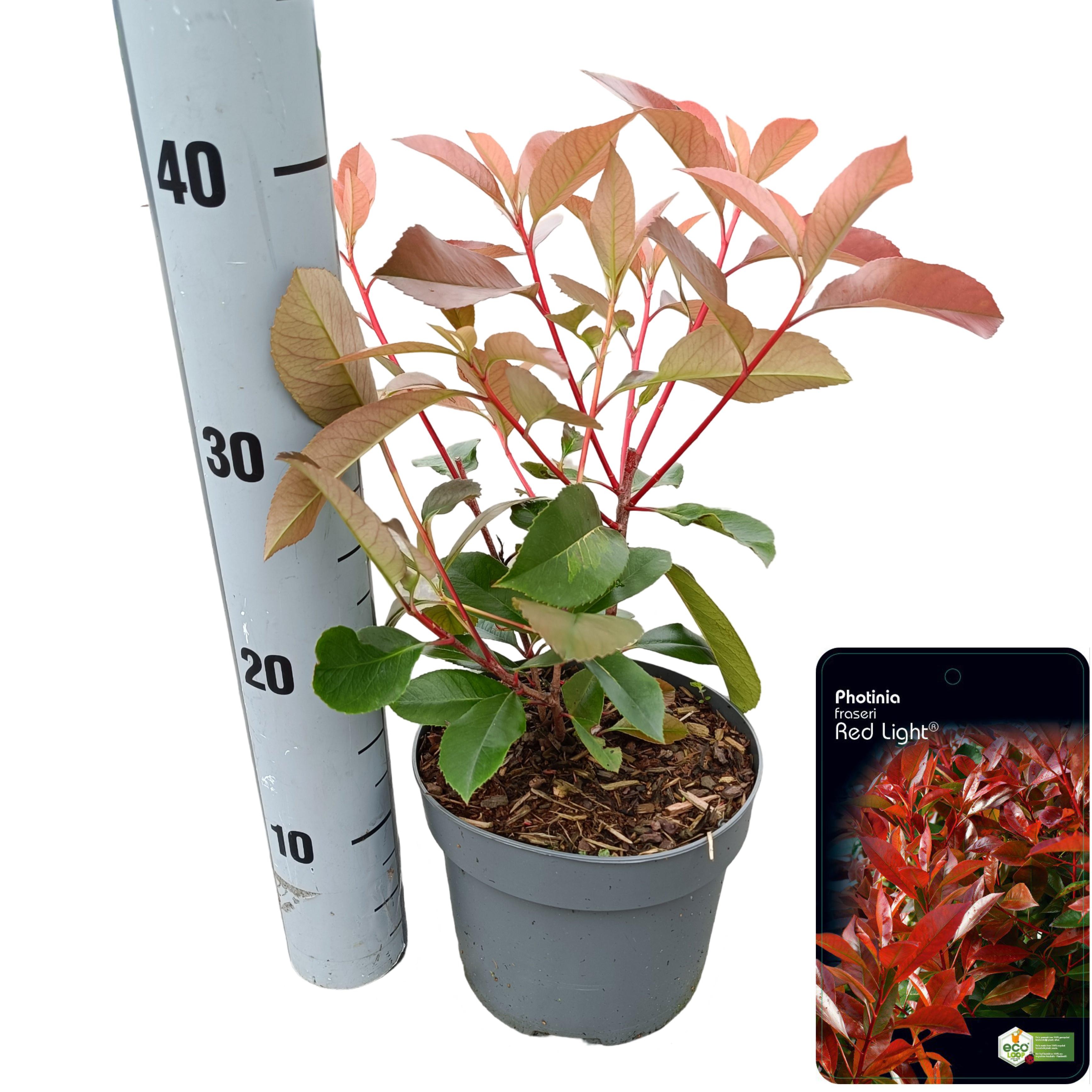 Picture of Photinia fraseri 'Red Light'® C2