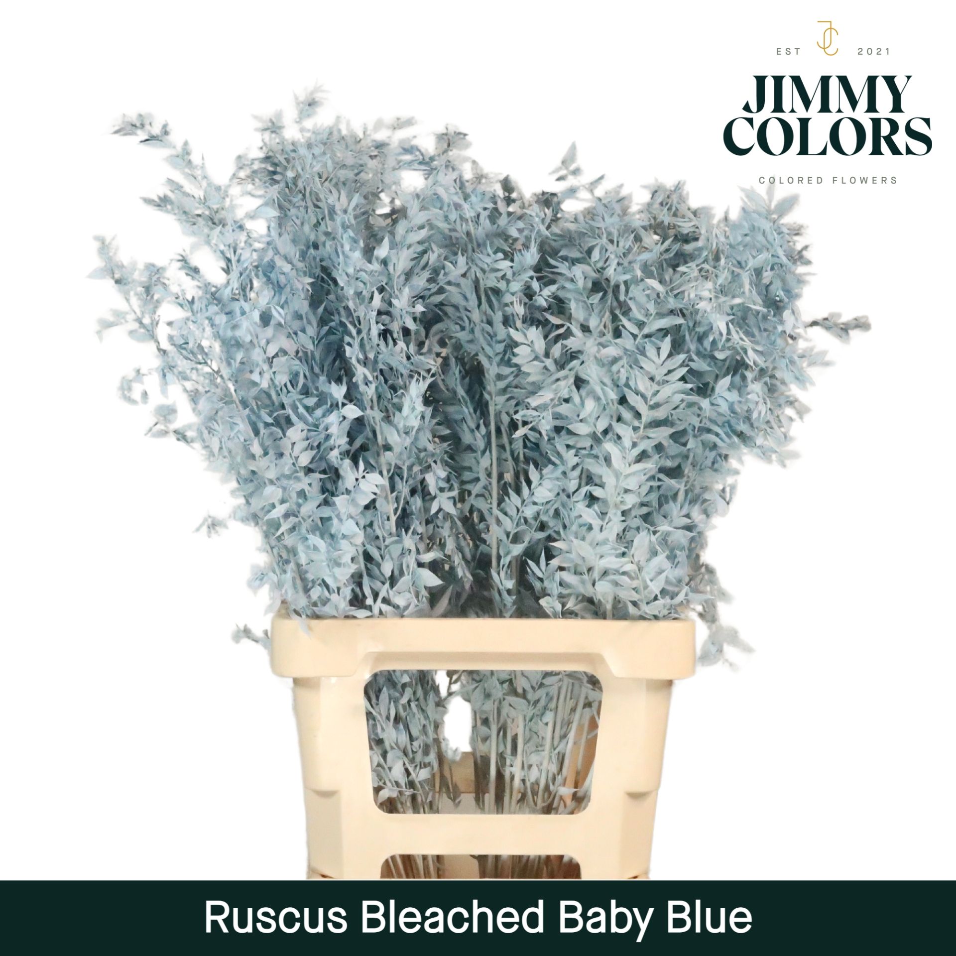 Ruscus Bleached Italy L70 Light Blue