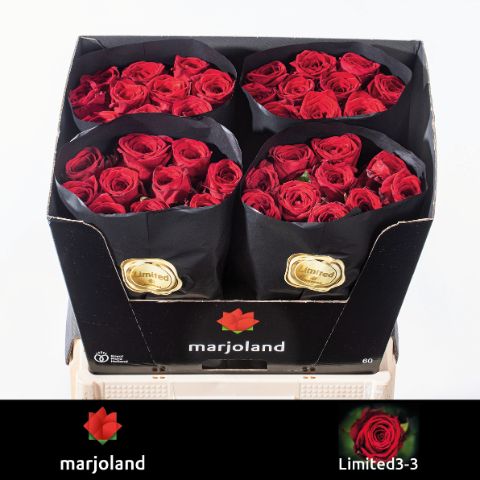 Rosa Red Naomi 60cm