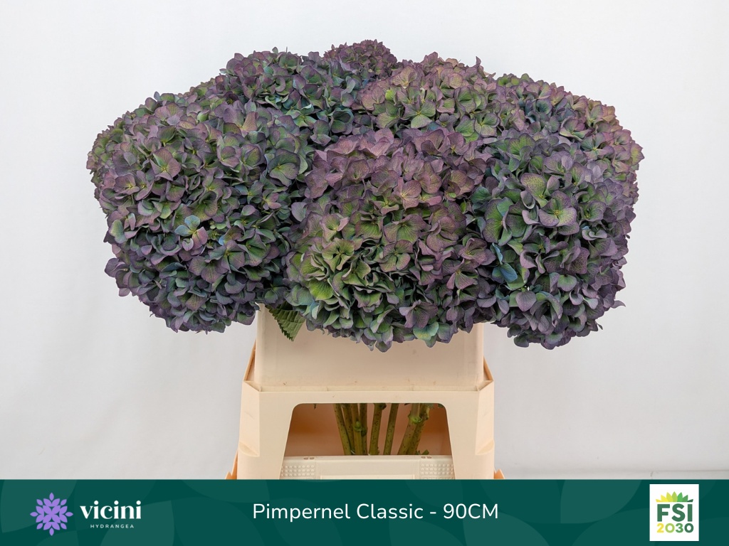 Hydrangea Pimpernel Classic 90cm 24Ø