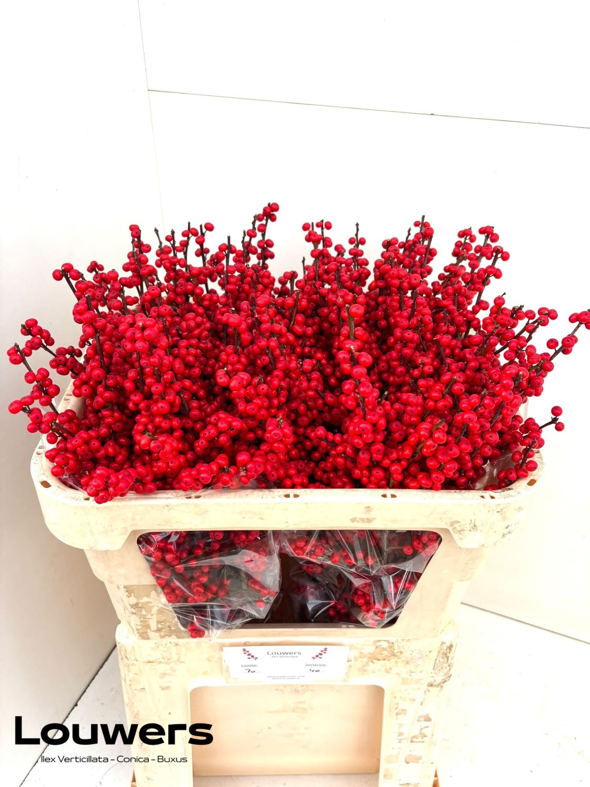 Ilex Verticlilata 70cm