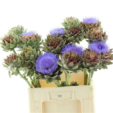 Cynara Scolymus