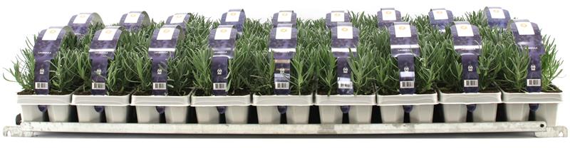 Picture of Lavandula 6-Pack