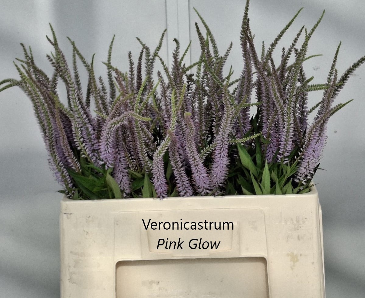 Veronic Virg P Glow