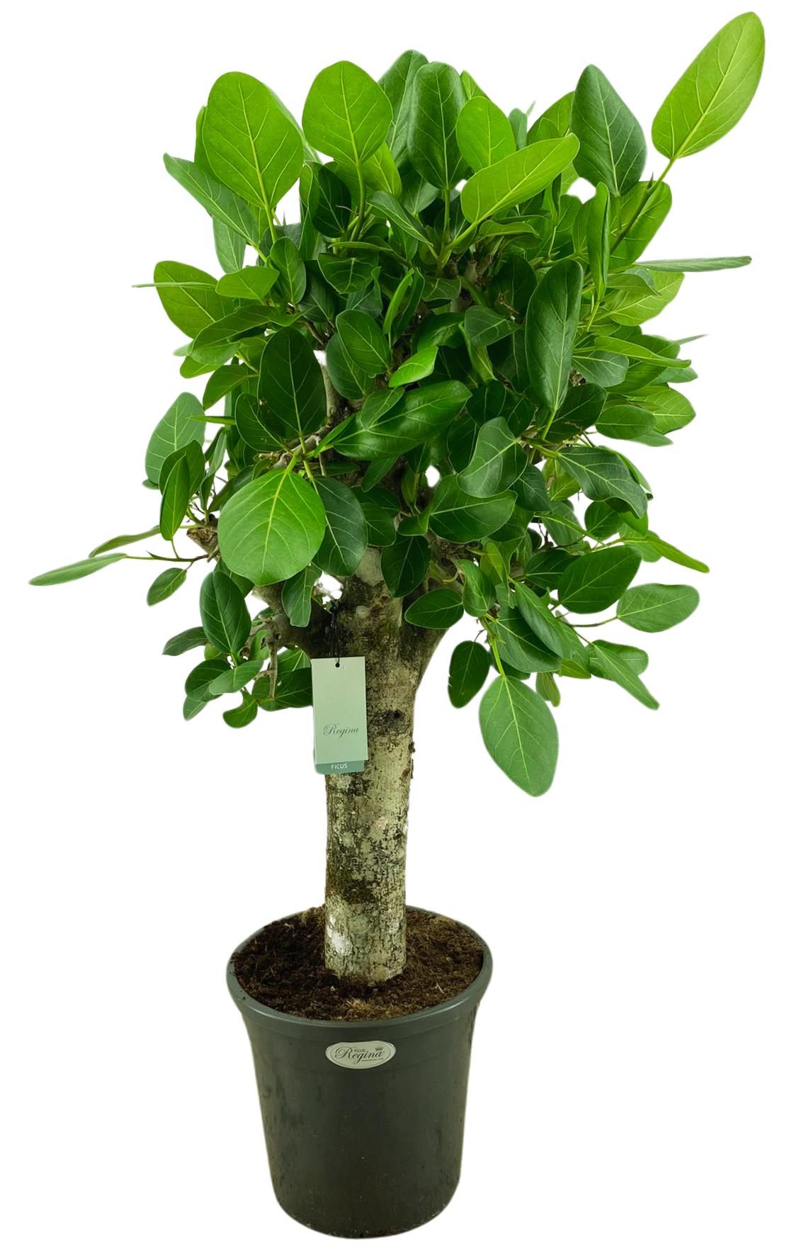 Ficus benghalensis 'Audrey' | Hamiplant