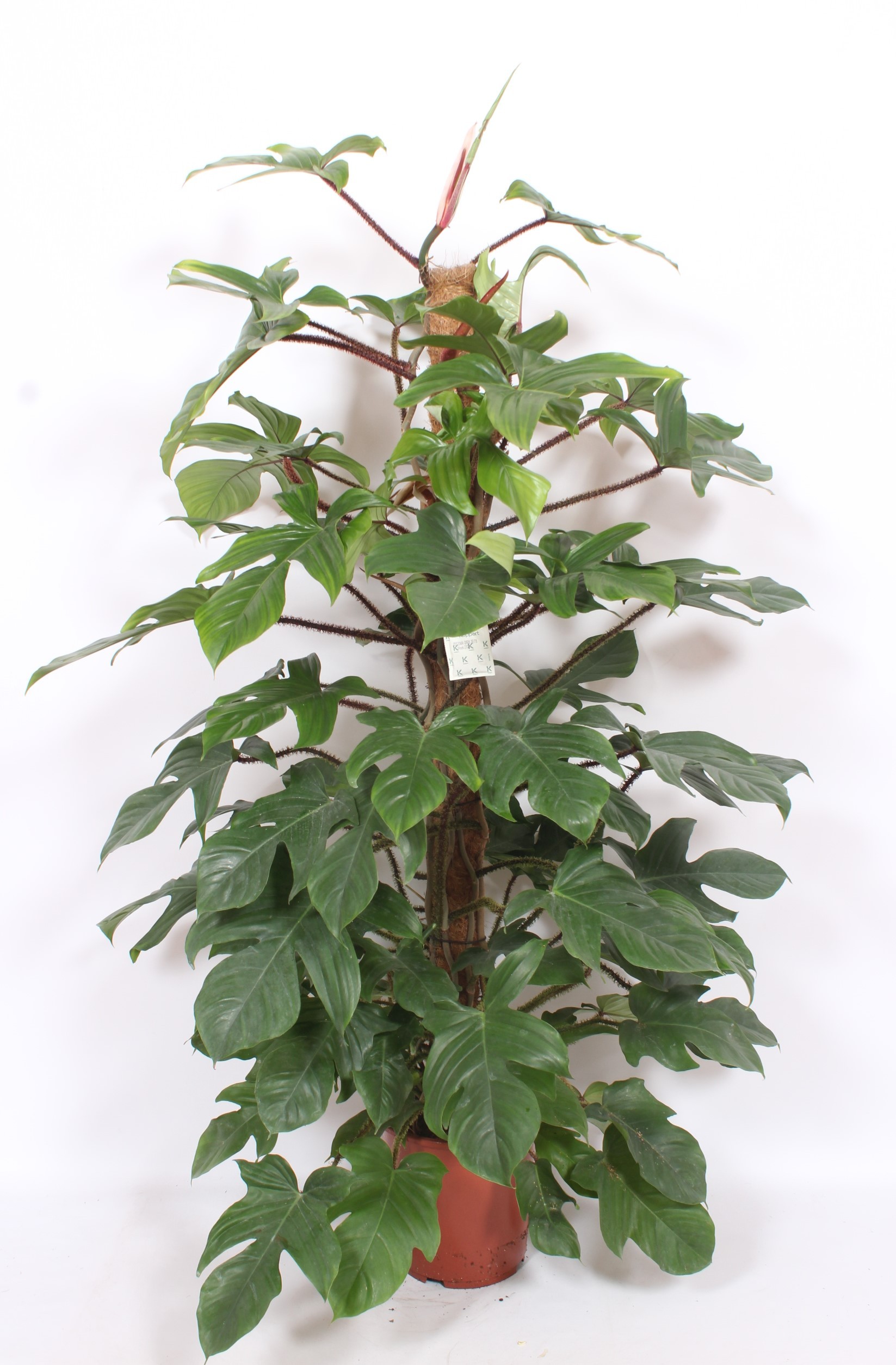 Philodendron squamiferum Moss pole | OZ Planten