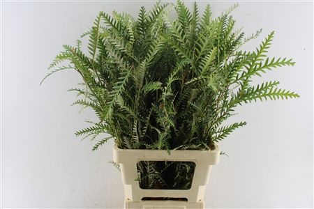 Grevillea Ivanhoe Bronze 70cm