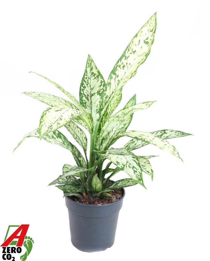 Dieffenbachia 'Vesuvius'