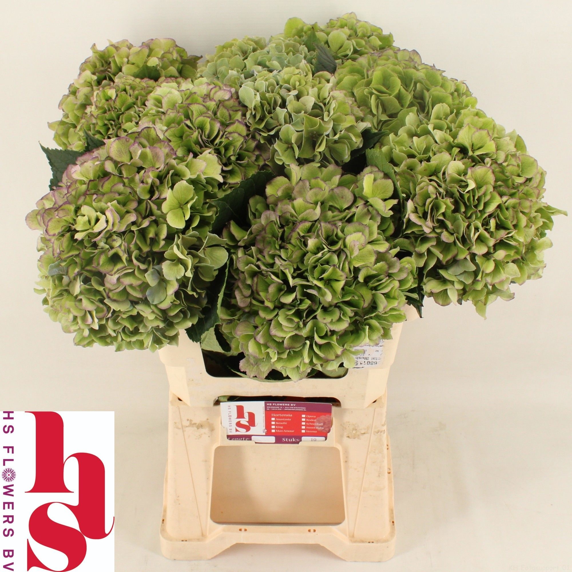Hydrangea Benefit Classic 60cm 20Ø