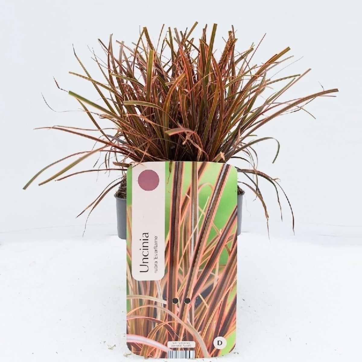 Uncinia rubra 'Everflame'