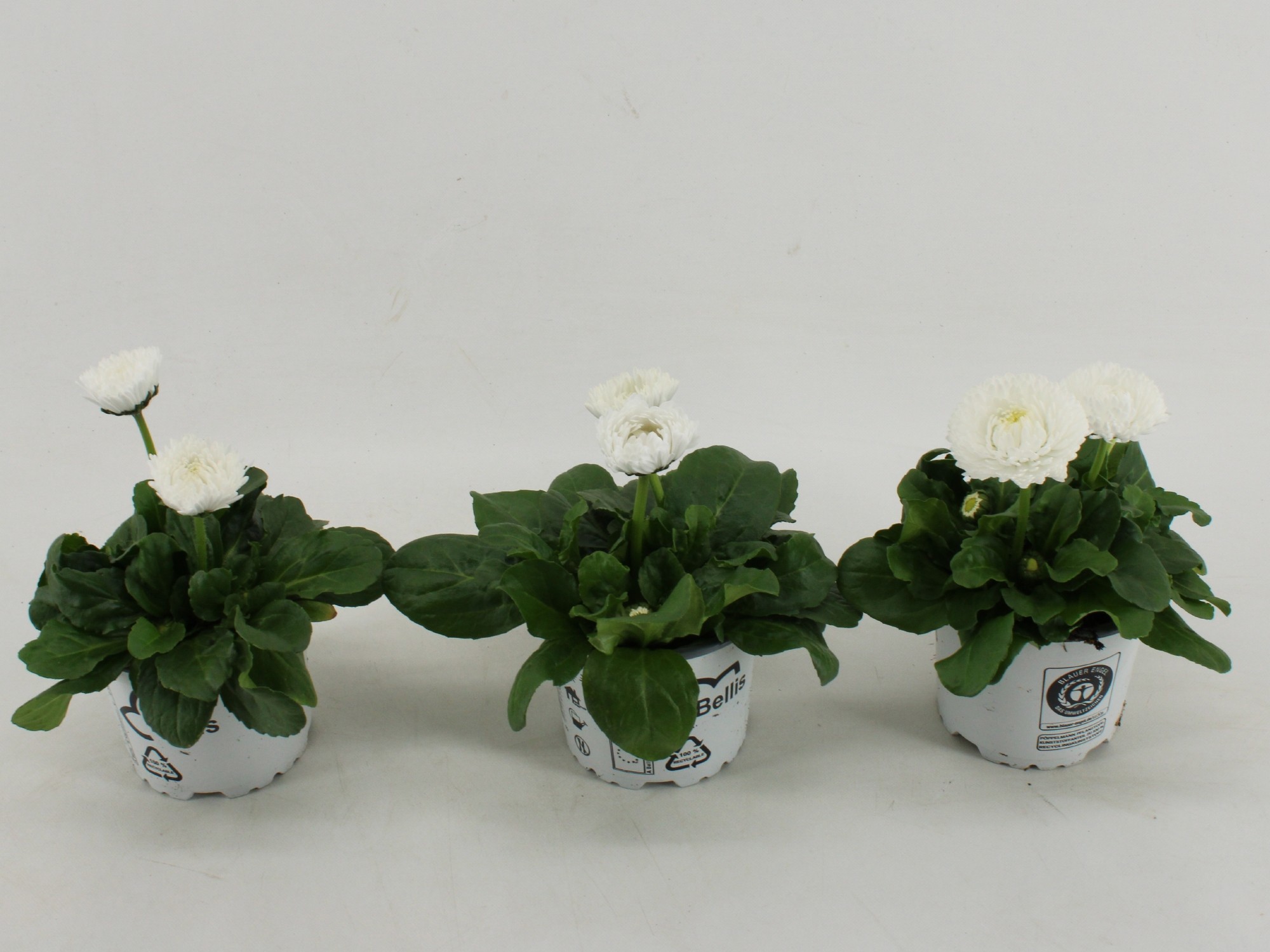 Bellis bellis Perennis Dubbel bloemig Wit
