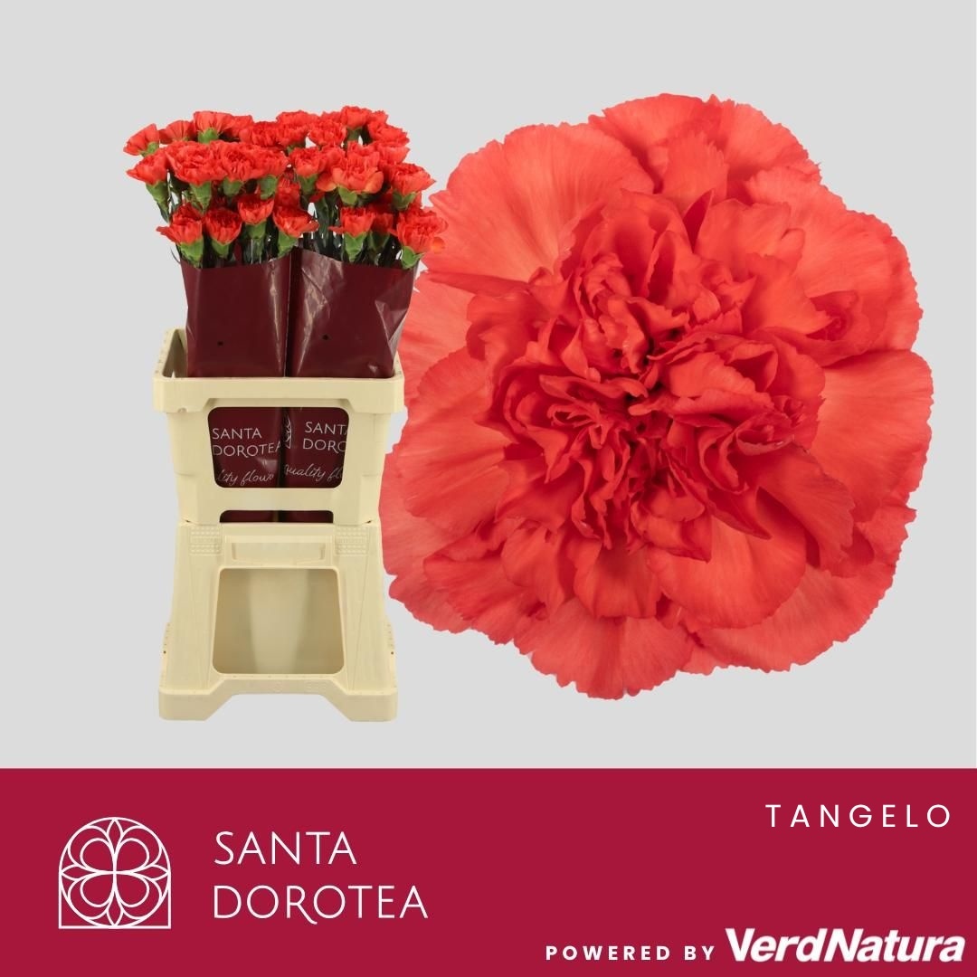 Dianthus St 60cm
