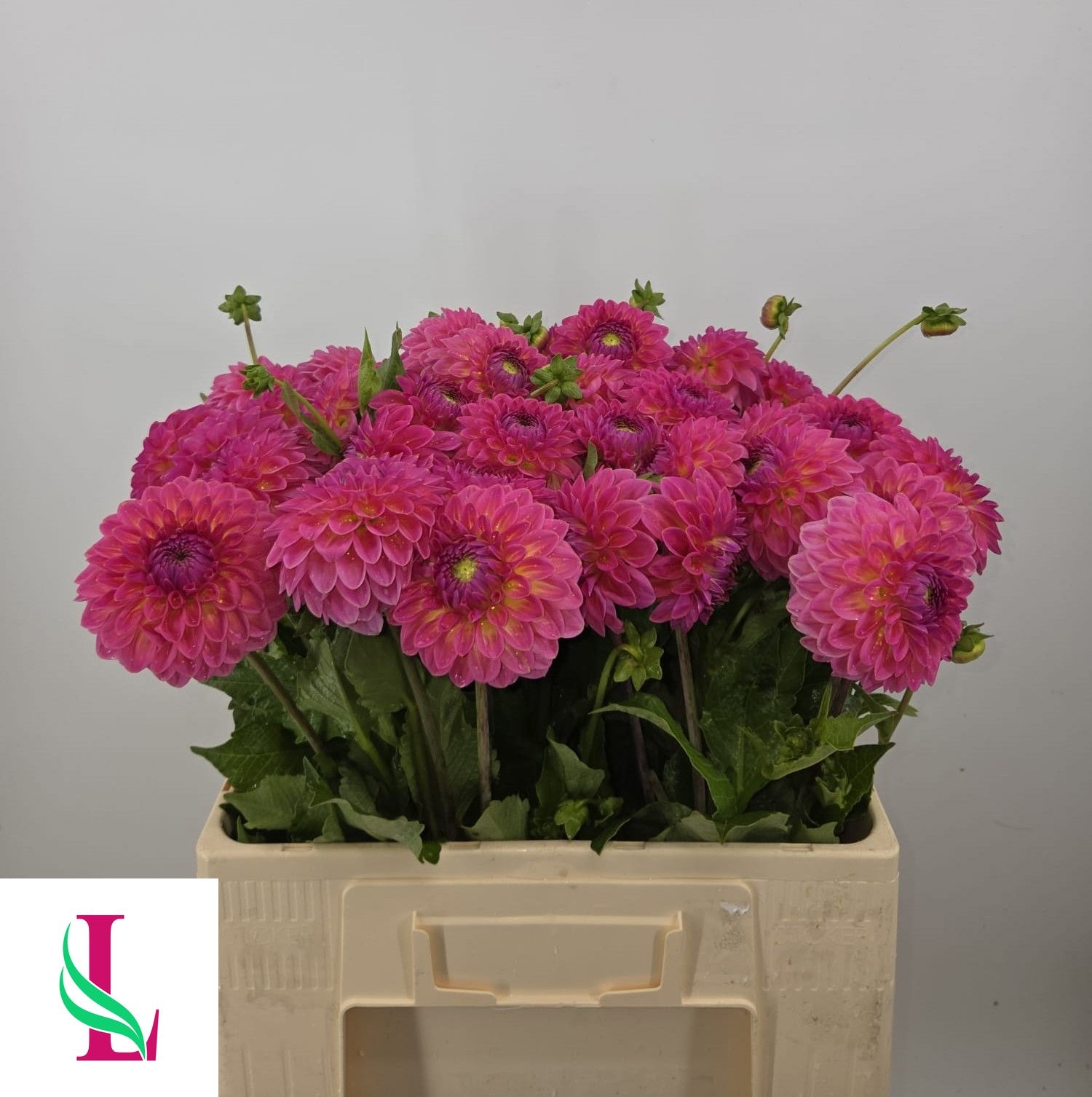 Dahlia Pink Suffusion 50cm