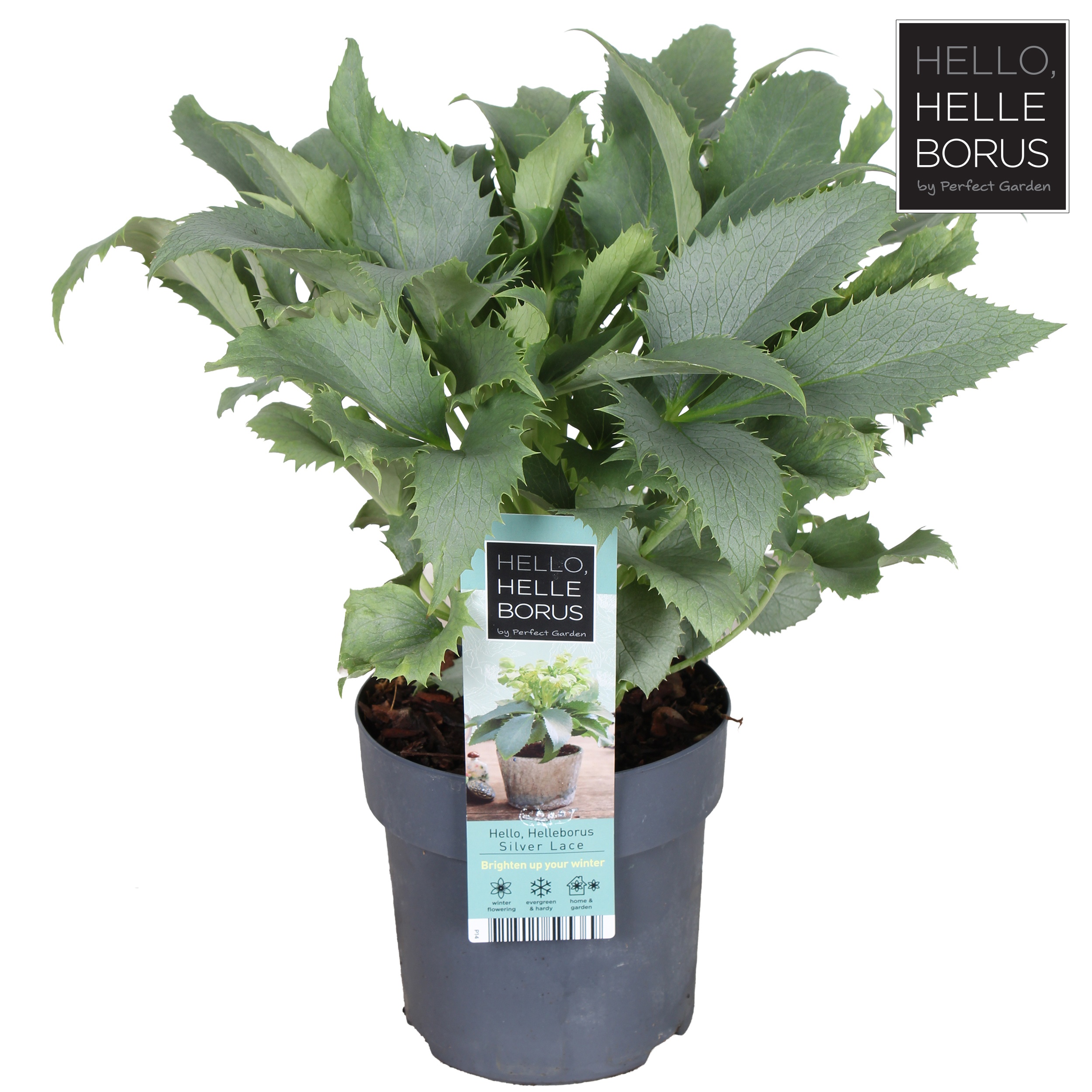 Helleborus 'Silver Lace'