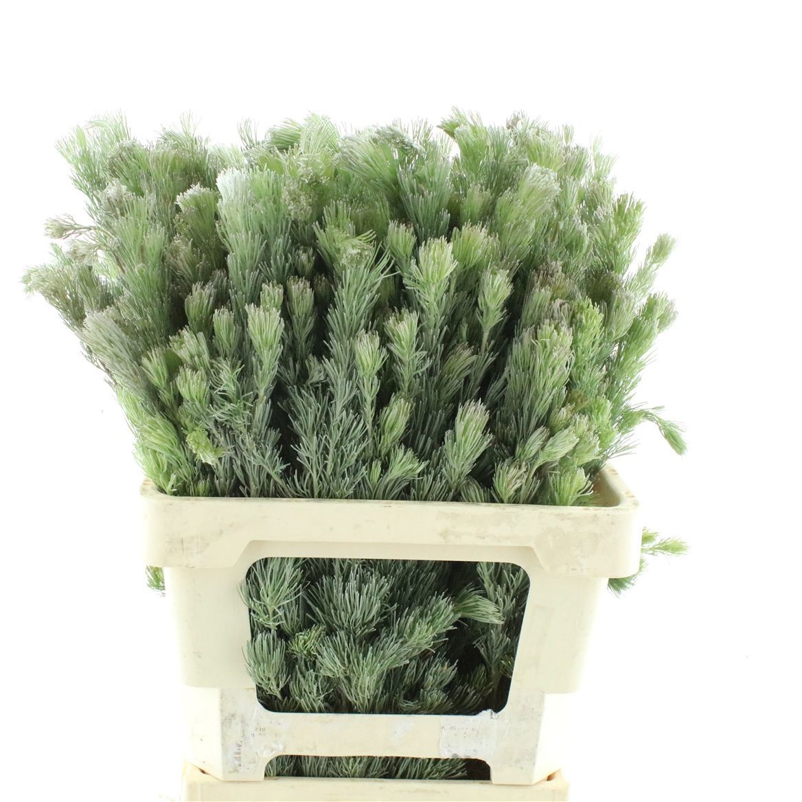 Adenanthos 60cm