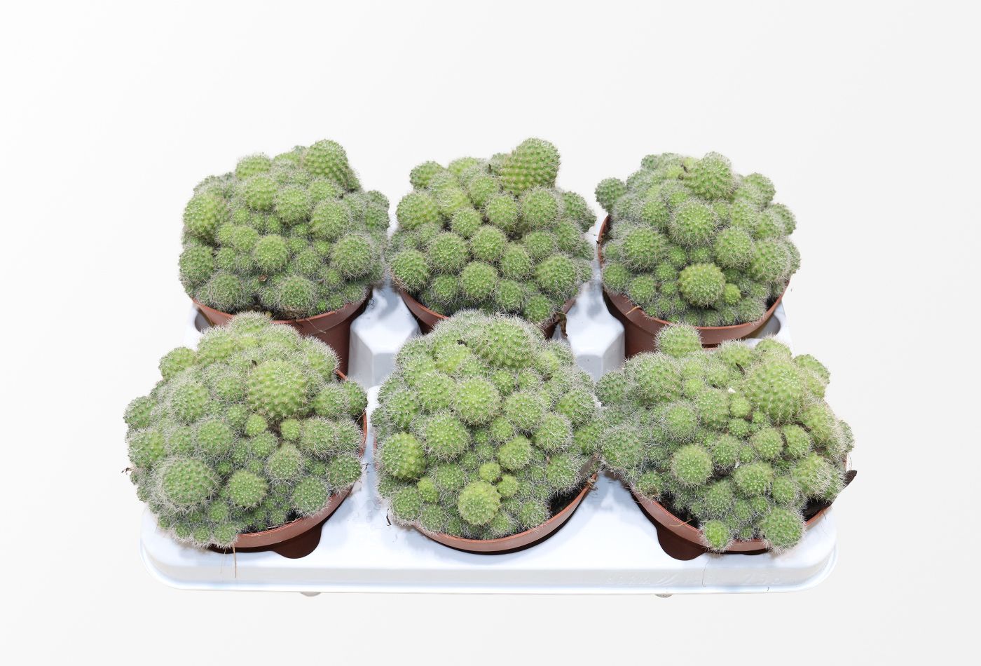 Picture of Rebutia Flavistyla P13 18cm