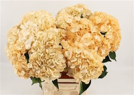 Hydrangea Painted 60cm 18Ø