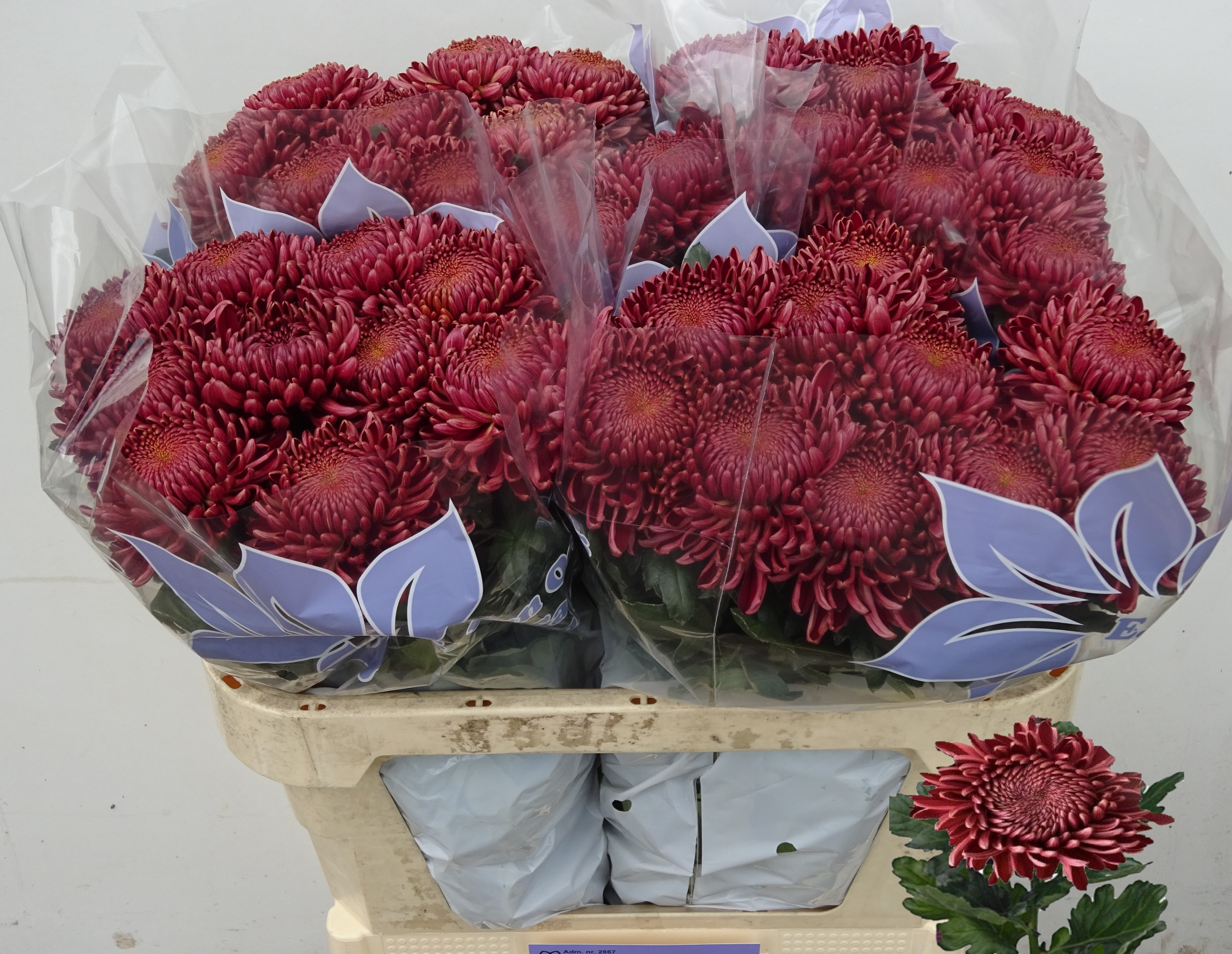 Chr G Bigoudi Red