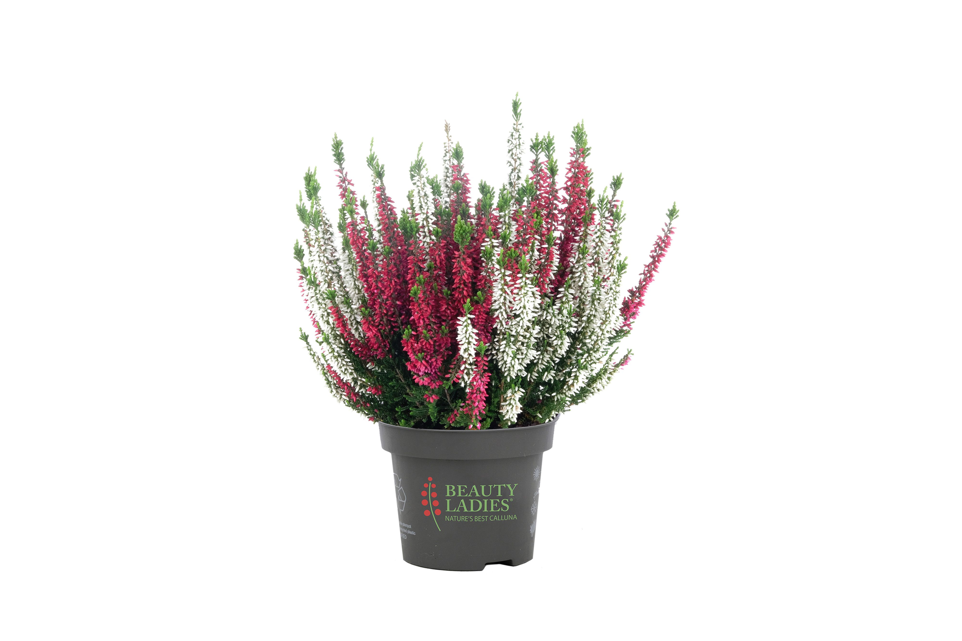 Callu Bl Gem Pot 2KL 11Ø 25cm