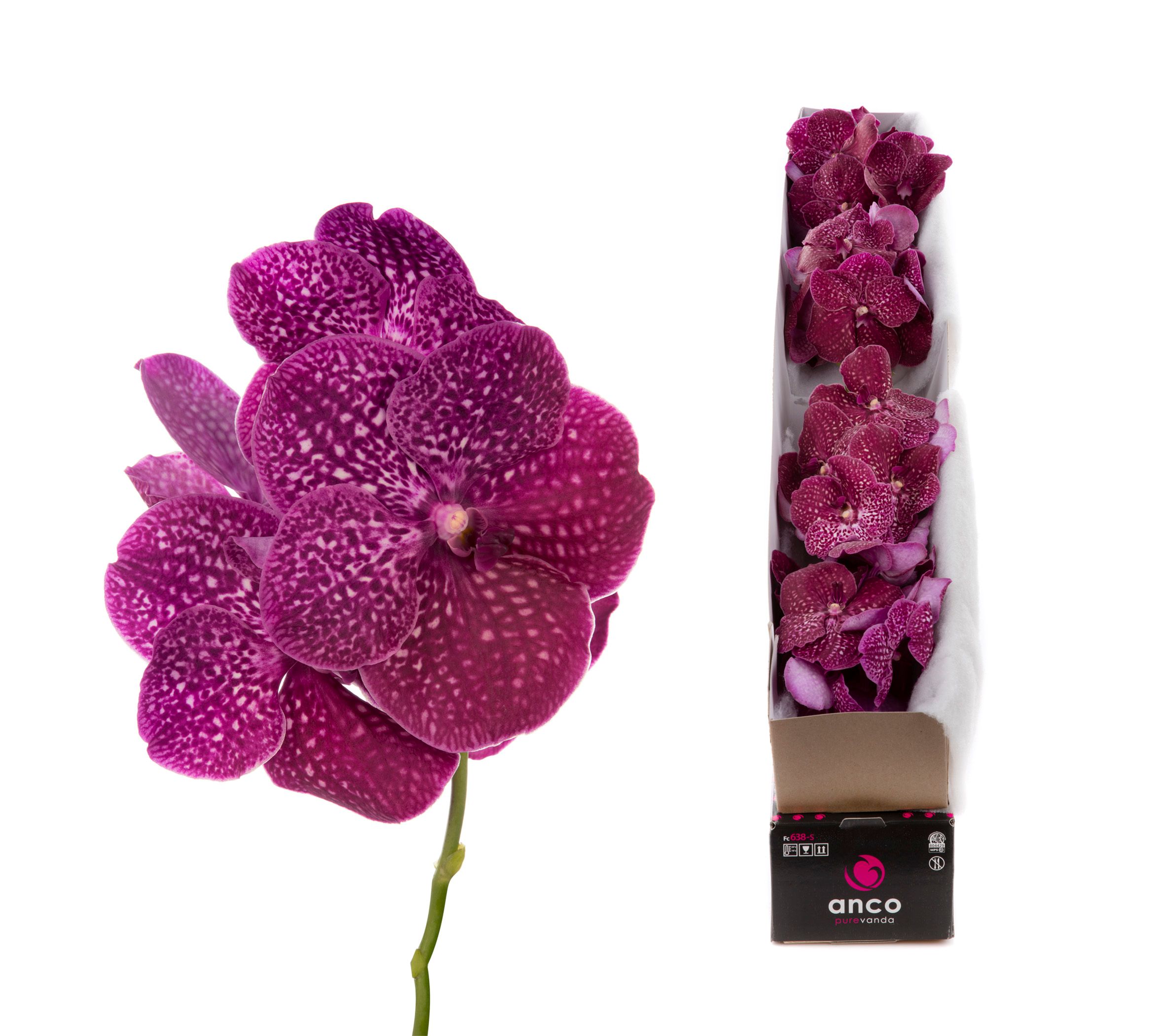 Vanda Ni Crimso Love