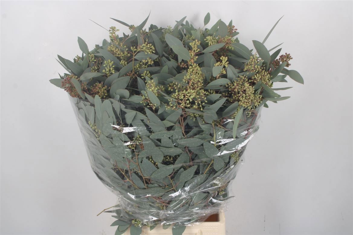 Euc Polyan Frui P Bs 70L.cm 300gram