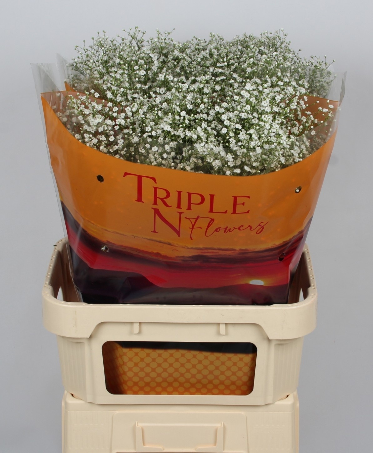 Gypsophila Discovery 80cm 25gram
