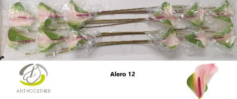 Anth Alero