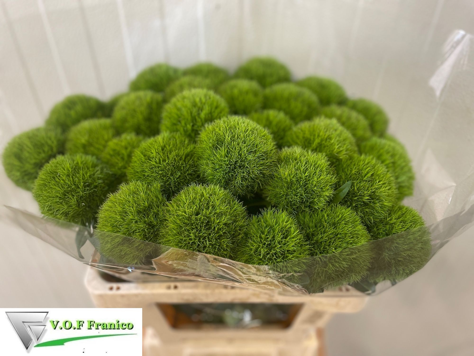 Dianthus Barb Kiwi Mellow 50cm