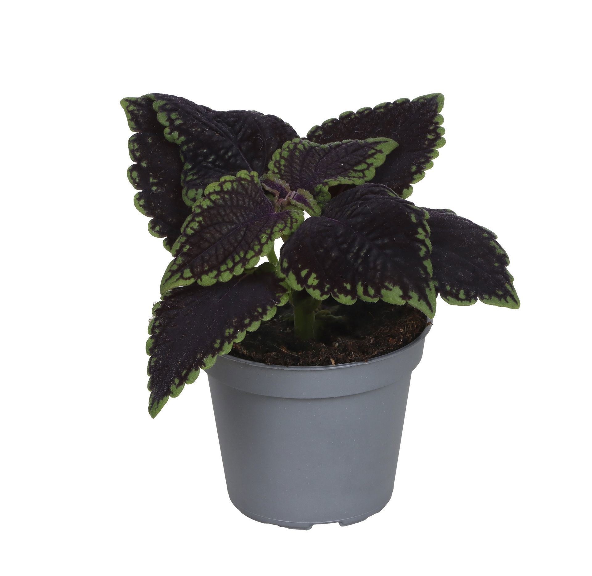 Coleus MS Abbey Road®