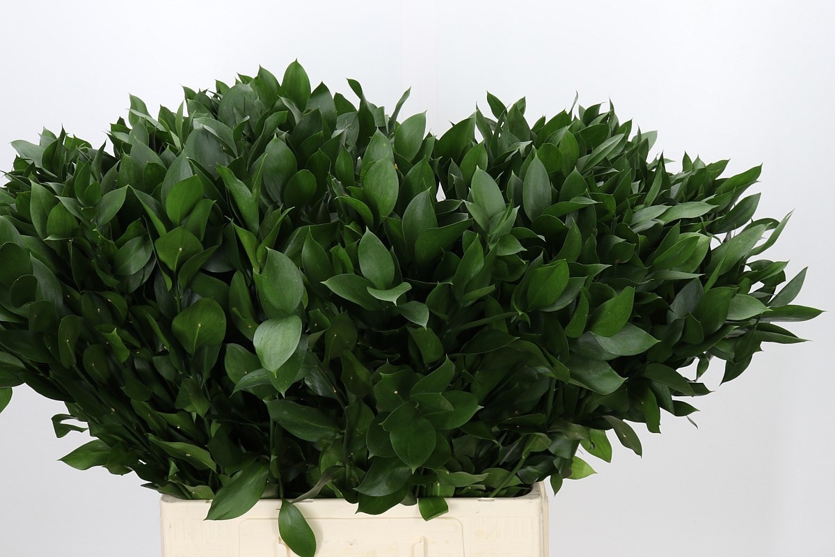 Ruscus Hypophyllum 70L.cm